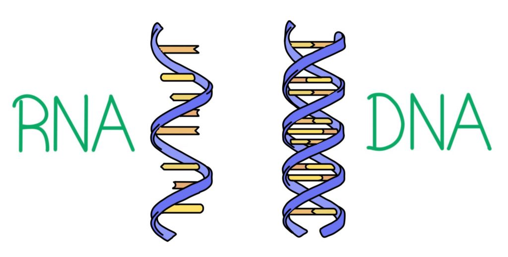 RNA 바이러스 VS DNA 바이러스